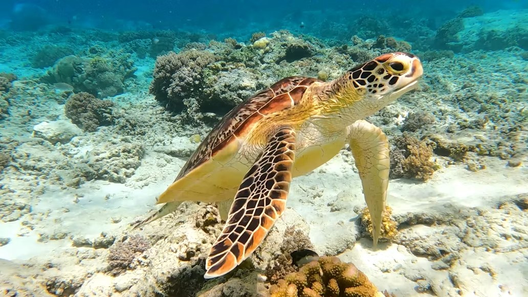 Sea turtle over a coral reef in Gili Trawangan